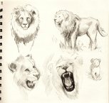 LionSketches3055